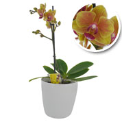 Phalaenopsis Laranja + Cachep Branca